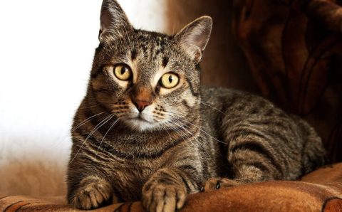 Como gatos podem fornecer chave para cura do câncer em seres humanos