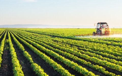 SALDO POSITIVO NO CAMPO:   Mato Grosso produz 31% da safra nacional de grãos e fibras