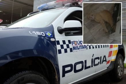 Mulher que matou gato e filmou crime é presa pela Polícia em VG