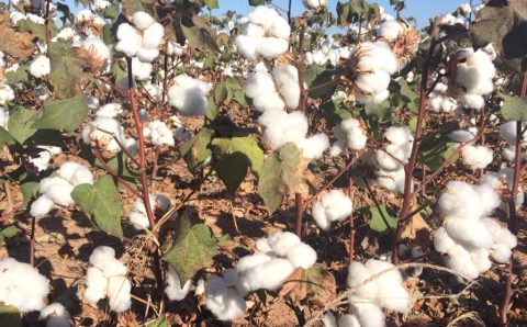 Produtores concluem plantio da safra de algodão em Mato Grosso