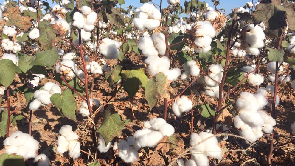 Produtores concluem plantio da safra de algodão em Mato Grosso
