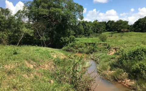 Comitê da Bacia Hidrográfica do Alto Araguaia realiza revitalização de áreas degradadas