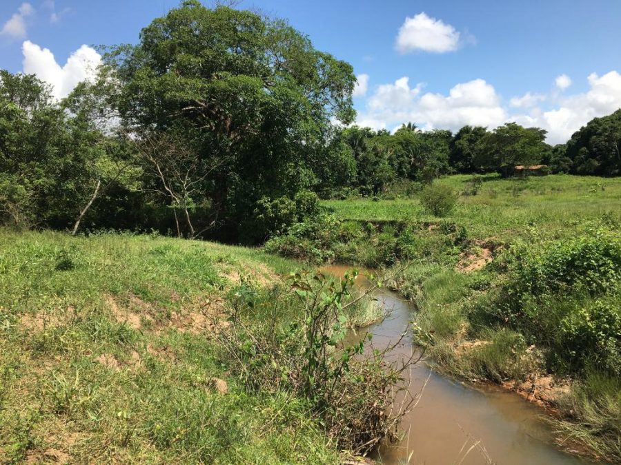 Comitê da Bacia Hidrográfica do Alto Araguaia realiza revitalização de áreas degradadas