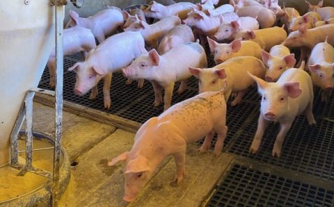 Governo de Mato Grosso busca alternativa para desoneração do setor de suínos