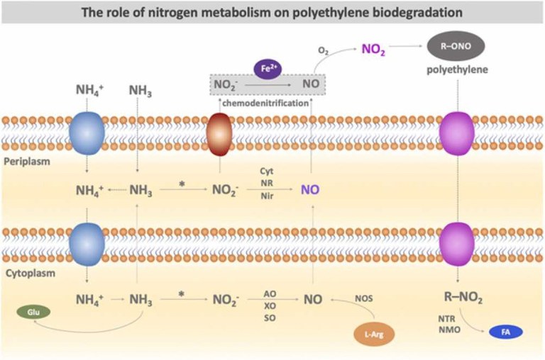 MCTI/CNPq: pesquisa desvenda mecanismos da biodegradação de petróleo e plástico por bactérias