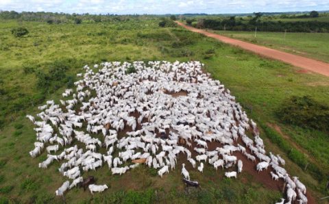 MT:  POSIÇÃO DE INQUISIDORES:   ‘Milícia da Funai’ tentou intimidar PF durante investigação em terra indígena