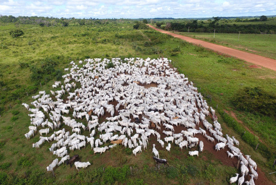MT:  POSIÇÃO DE INQUISIDORES:   ‘Milícia da Funai’ tentou intimidar PF durante investigação em terra indígena