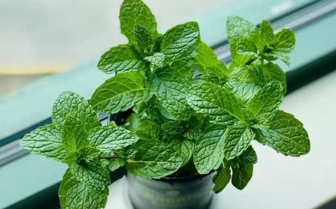 TRATAMENTOS ORGÂNICOS:  Cinco plantas medicinais fáceis de cultivar em casa