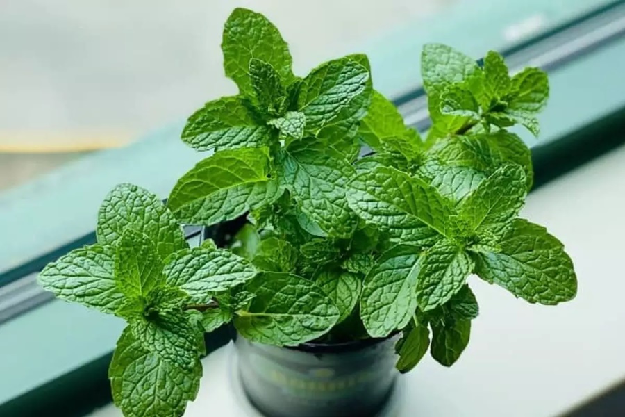 TRATAMENTOS ORGÂNICOS:  Cinco plantas medicinais fáceis de cultivar em casa