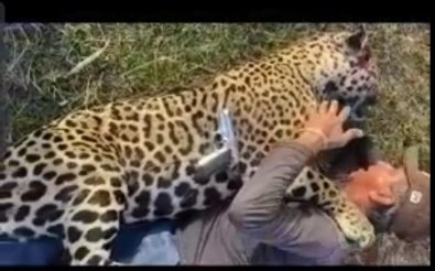 Justiça decreta prisão e fazendeiro que matou onça está foragido