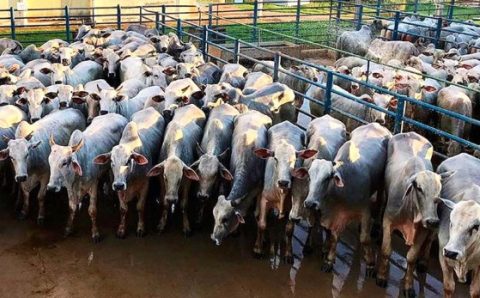 MT: CRESCE OFERTA DE FÊMEAS:   Abate de bovinos aumenta 2,64% em MT no mês de março