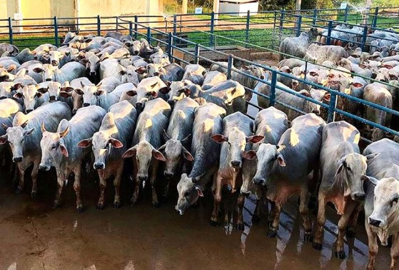 MT: CRESCE OFERTA DE FÊMEAS:   Abate de bovinos aumenta 2,64% em MT no mês de março