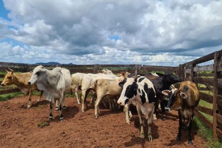 Polícia recupera mais 9 novilhas e prende homem por receptação