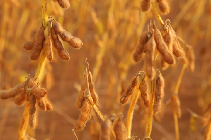 15,8% dos produtores rurais dos principais estados voltados ao agronegócio no país estão inadimplentes, revela estudo da Serasa Experian