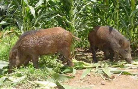 MT: Javalis e porcos selvagens destroem lavouras de milho em MT