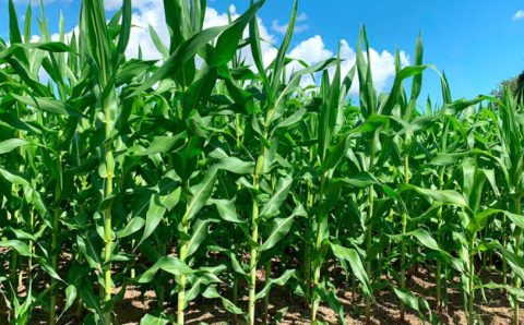MT: Novo levantamento aponta que safra de milho em Mato Grosso é 7,86% maior