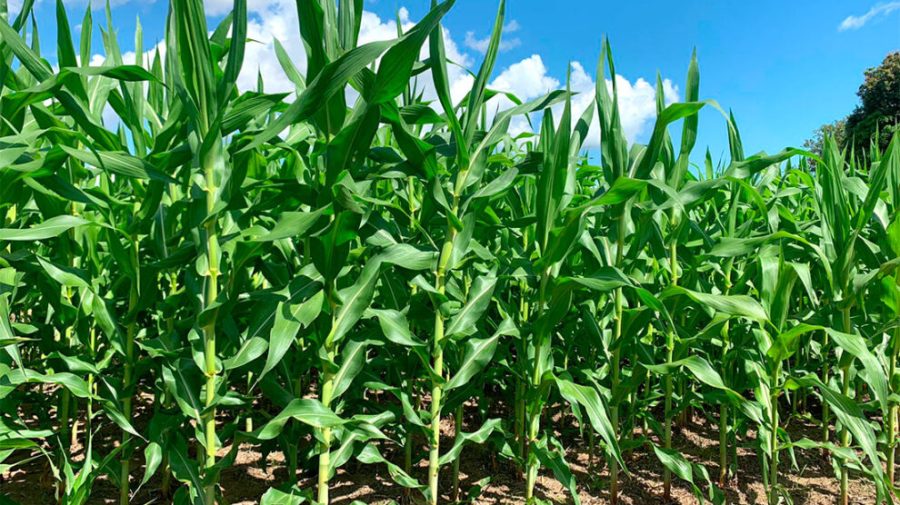 MT: Novo levantamento aponta que safra de milho em Mato Grosso é 7,86% maior