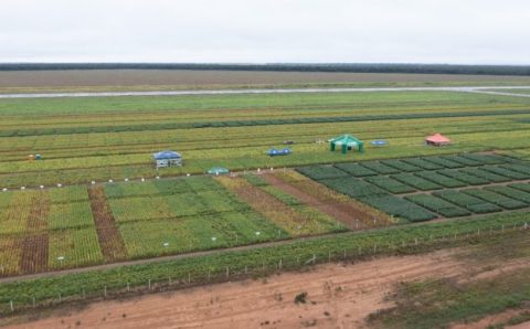 Resultados de pesquisa sobre a última safra serão divulgados durante evento em Cuiabá