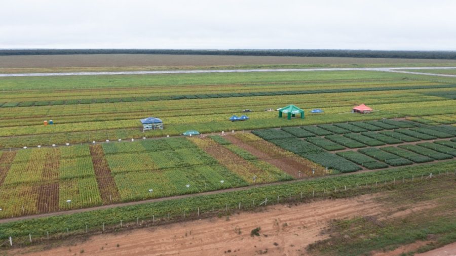 Resultados de pesquisa sobre a última safra serão divulgados durante evento em Cuiabá