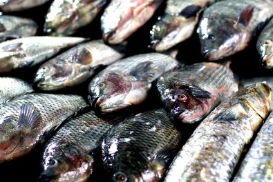 MT: SEMANA SANTA:   Várzea Grande terá peixes a preços populares