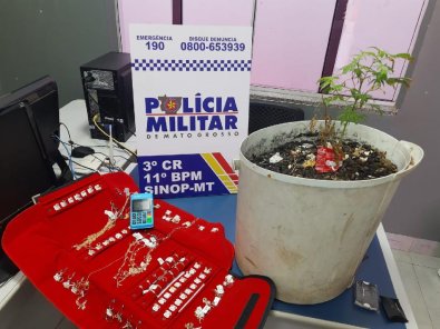 Homem é preso em flagrante com pé de maconha em Sinop