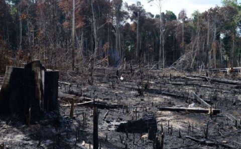 STF derruba três decretos ambientais do governo Bolsonaro