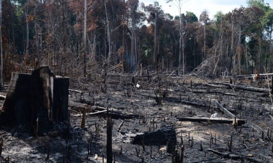 STF derruba três decretos ambientais do governo Bolsonaro