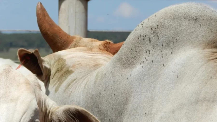 MOSCA-DOS-CHIFRES PREOCUPA PRODUTORES DA PECUÁRIA