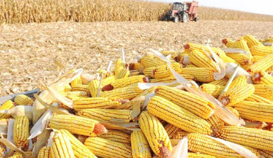 MT:  PROJEÇÃO IRREVERSÍVEL:  Aprosoja/MT estima perda de 4 milhões de toneladas na safra de milho