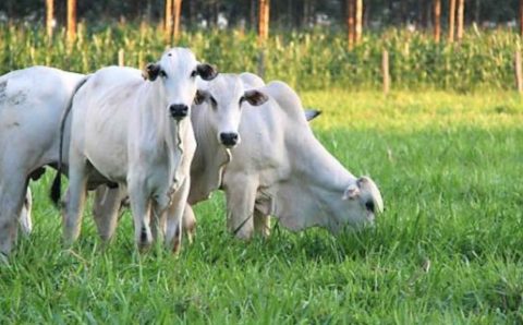 Carnes:  Vendas do Dia das Mães devem atenuar pressão de maior oferta do boi, ao menos por uns dois dias