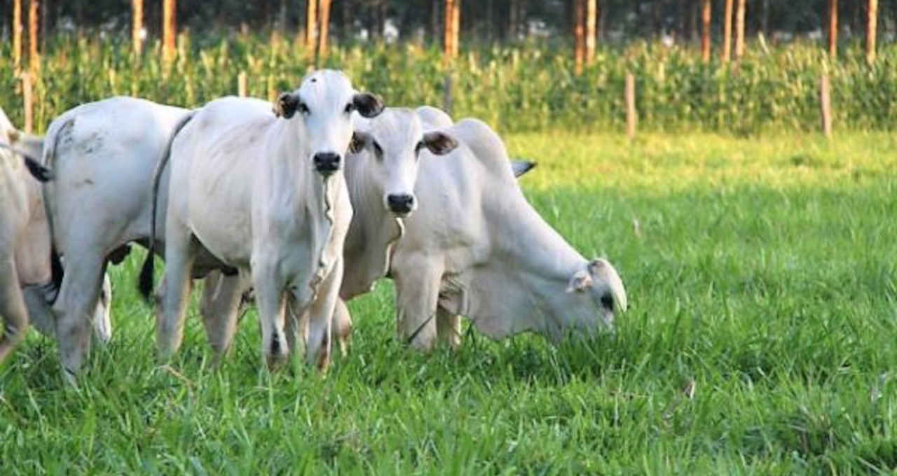 Carnes:  Vendas do Dia das Mães devem atenuar pressão de maior oferta do boi, ao menos por uns dois dias