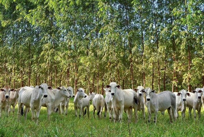 MT:  Projeto apoiado pelo REM MT busca sustentabilidade da soja e pecuária no Médio Norte de MT