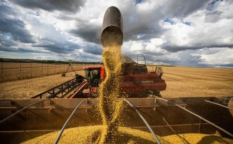 Safra de soja poderá atingir 149 milhões de toneladas em 2023