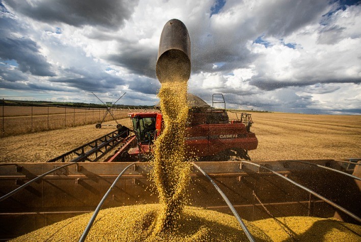 Safra de soja poderá atingir 149 milhões de toneladas em 2023