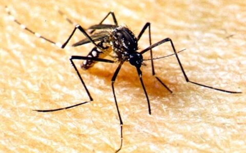 Dia Nacional de Combate ao Aedes Aegypti
