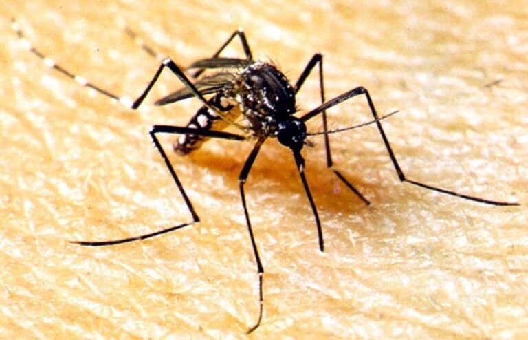 El Niño e altas temperaturas favorecem aumento de casos de dengue