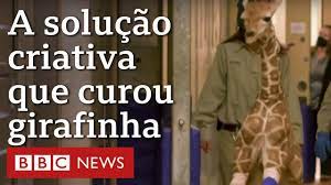 A solução criativa que curou pernas de girafinha