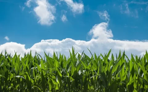 Produção de grãos na safra 2021/2022 pode chegar a 270,2 milhões de toneladas