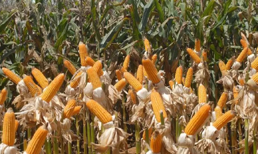MT:  TRANSPORTE DE GRÃOS:  Inflação e colheita do milho elevam fretes em 100% no Estado