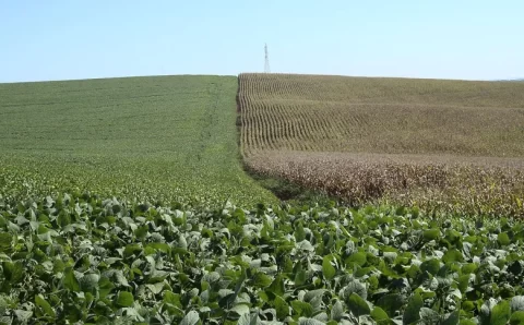 IBGE amplia projeção de safra agrícola recorde para 2022