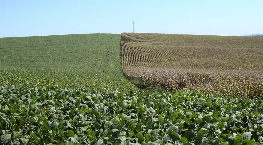 IBGE amplia projeção de safra agrícola recorde para 2022