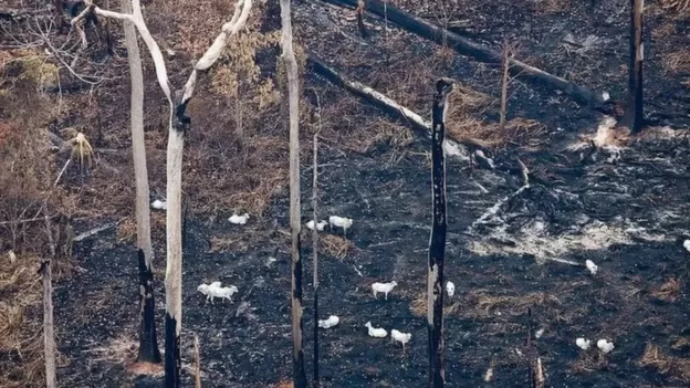 Brasil terá que reduzir desmatamento e respeitar democracia para entrar na OCDE, diz plano da organização