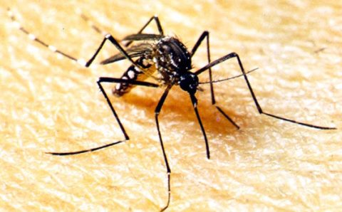 MT:  GENÓTIPO COSMOPOLITA:  Saúde alerta sobre uma nova cepa da dengue identificada em MT