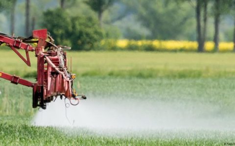 Agrotóxico 2,4-D eleva mortalidade de animais, mostra estudo