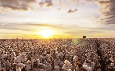 Mato Grosso produz 73,50% do algodão brasileiro, segundo a Conab