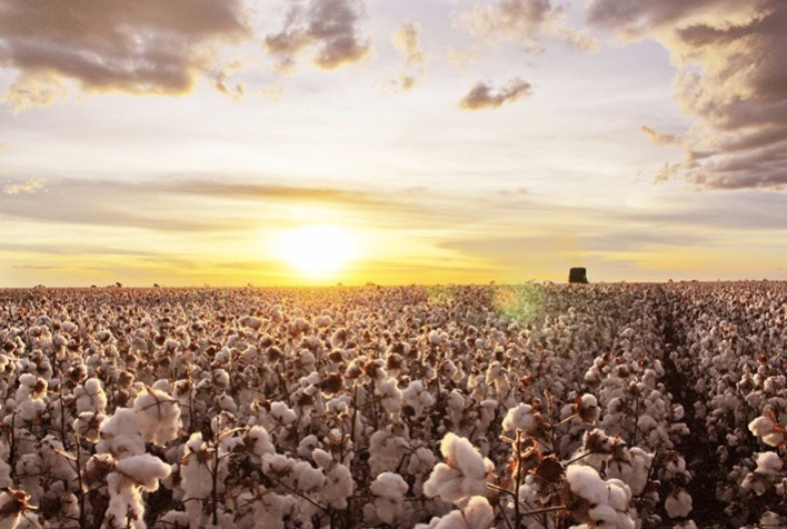 Mato Grosso produz 73,50% do algodão brasileiro, segundo a Conab