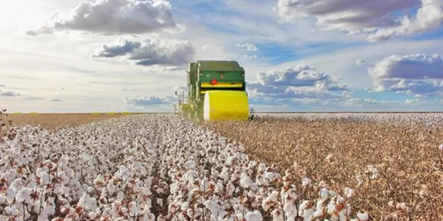 MT INICIA, COM ATRASO, A COLHEITA DO ALGODÃO