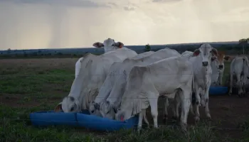 MT:  PESQUISA DO IMEA TRAZ INFORMAÇÕES SOBRE UTILIZAÇÃO DE TECNOLOGIAS PELOS PECUARISTAS DE MT