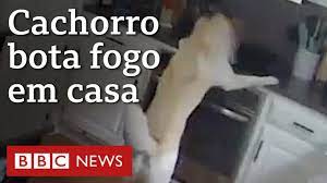 Cachorro põe fogo em uma casa nos EUA ao tentar pegar panela