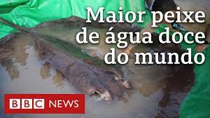 Maior peixe de água doce do mundo é achado no Camboja